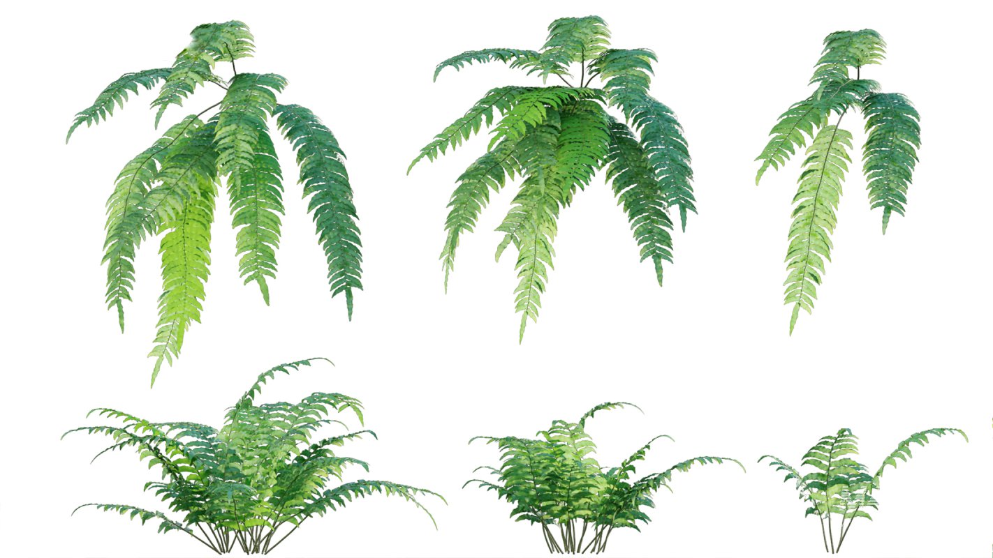Collection 09 – Fern Garden - Image 36