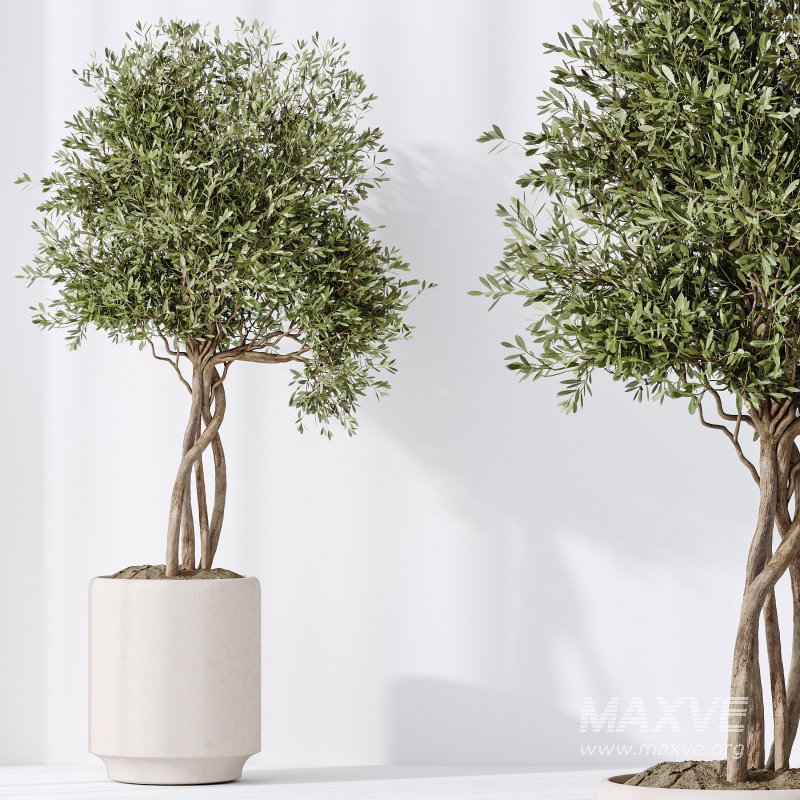 AV Indoor Plants Set 311 Olivo Olea Tree and Aspidistra Elatior Cast iron and Warneckii Lemon Lime - Image 8