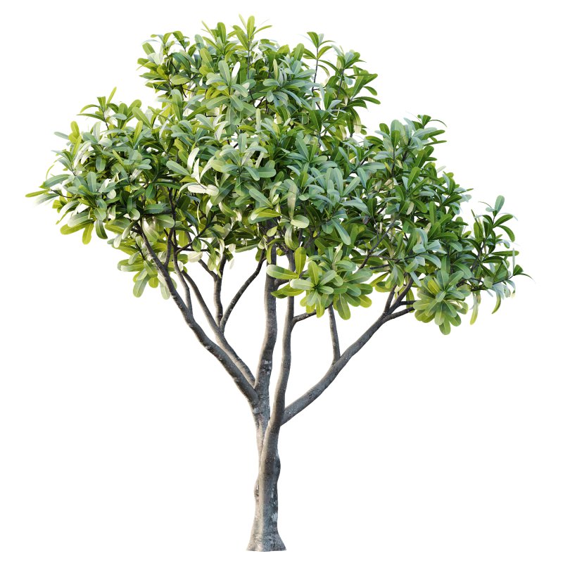 Plumeria Obtusa plant 02 - Image 6