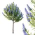 Echium candicans Pride of Madeira Bush 06 - Thumbnail 1