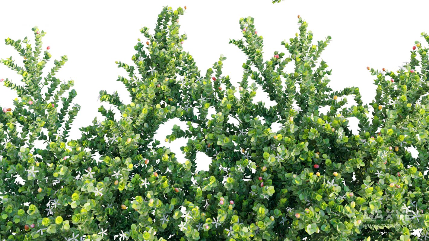 Collection 11 – Ground cover – Vines and Creepers - Image 23