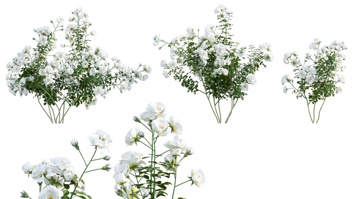 Collection 08 – Rose Garden - Image 33