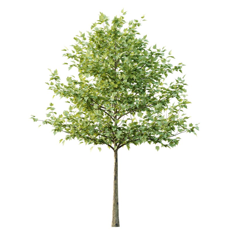 Sycamore Platanus Tree 07 - Image 2