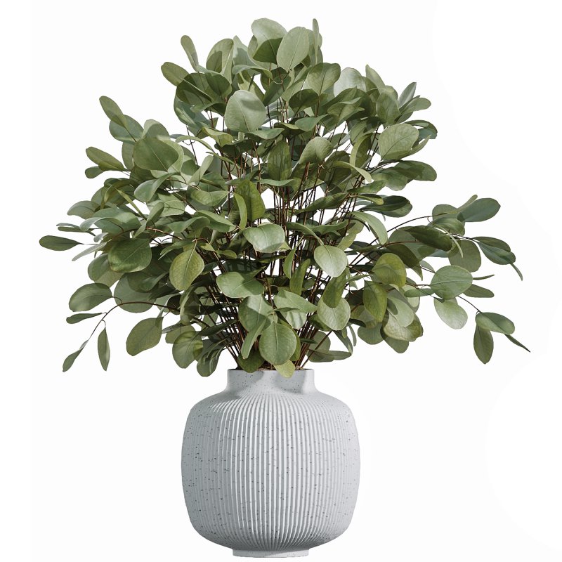 AV Indoor Plants Set 343 Eucalyptus Bouquet and Olive and Ficus Dracaena and Sansevieria - Image 6