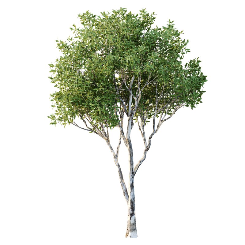 Different Trees 52 - Image 4