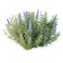 Echium candicans Pride of Madeira Bush 02 - Thumbnail 3