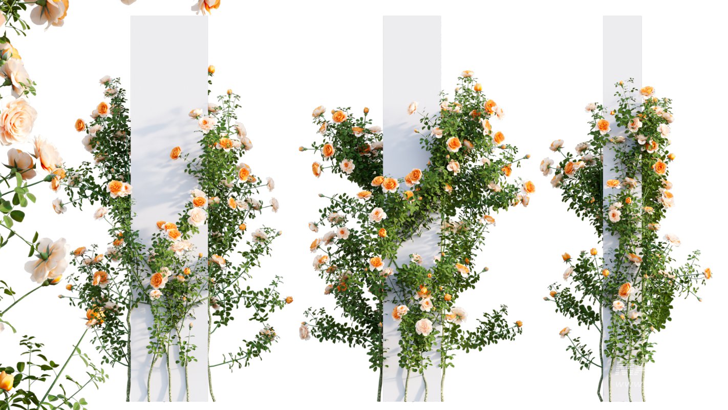 Collection 08 – Rose Garden - Image 43