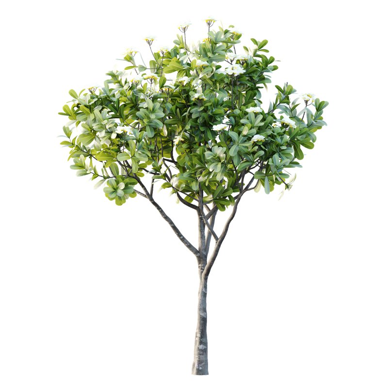 Plumeria Obtusa plant 04 - Image 1