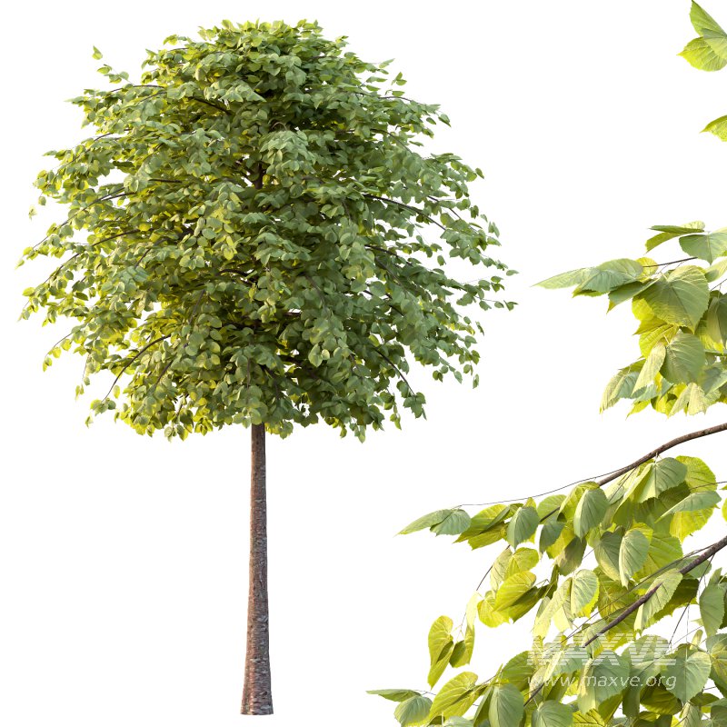 Tilia platyphyllos Tree 13 - Image 5