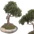 Bonsai - Thumbnail 3