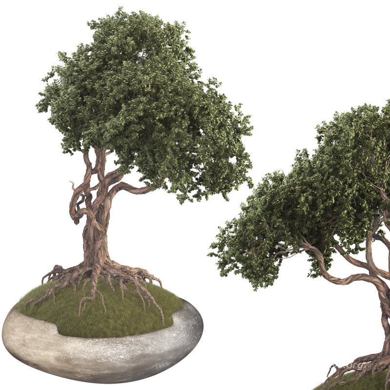 Bonsai - Image 3