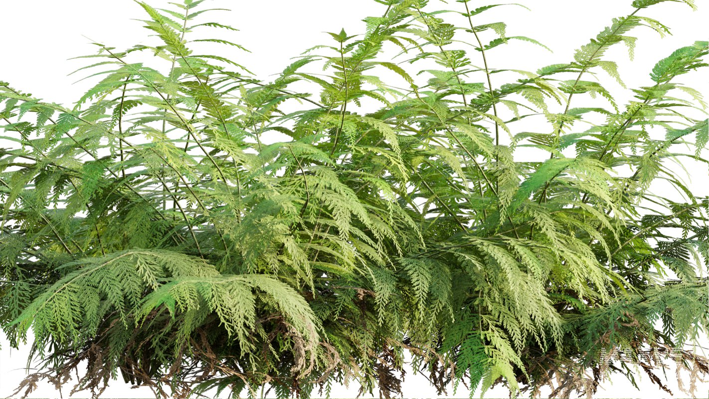 Collection 09 – Fern Garden - Image 7