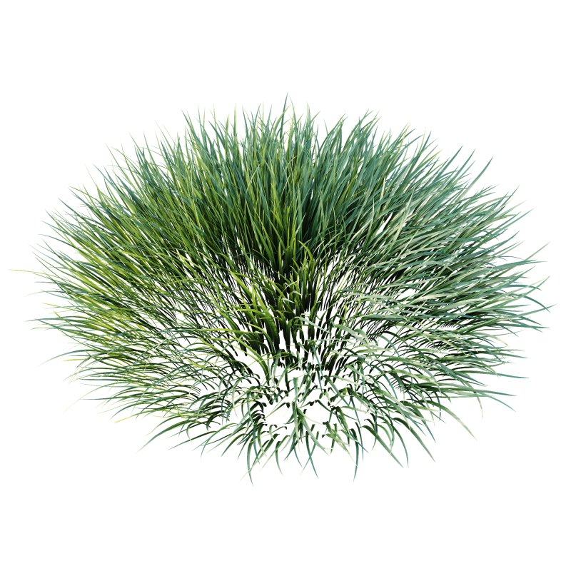 ntal grasses are widely used in landscaping for ground cover, edging, and creating natural textures in gardens. The set offers realistic density and organic variation, making it ideal for exterior design, botanical compositions, and architectural visualizations. With clean topology and 4K textures, these models ensure both high performance and lifelike detail. - Image 1