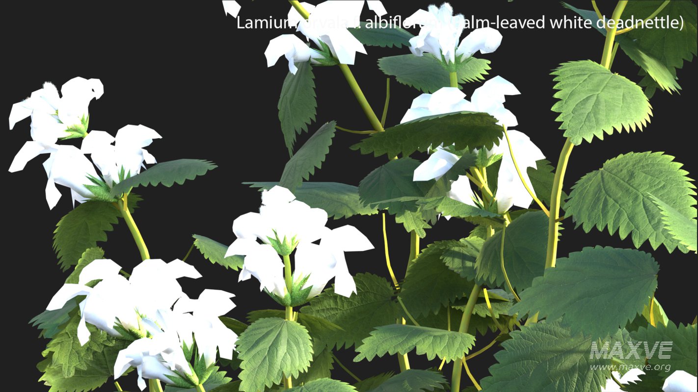 Collection 14 – English Garden - Image 29