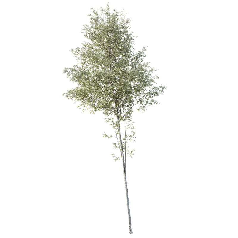 AV Plants Alnus Glutinosa Tree09 - Image 1