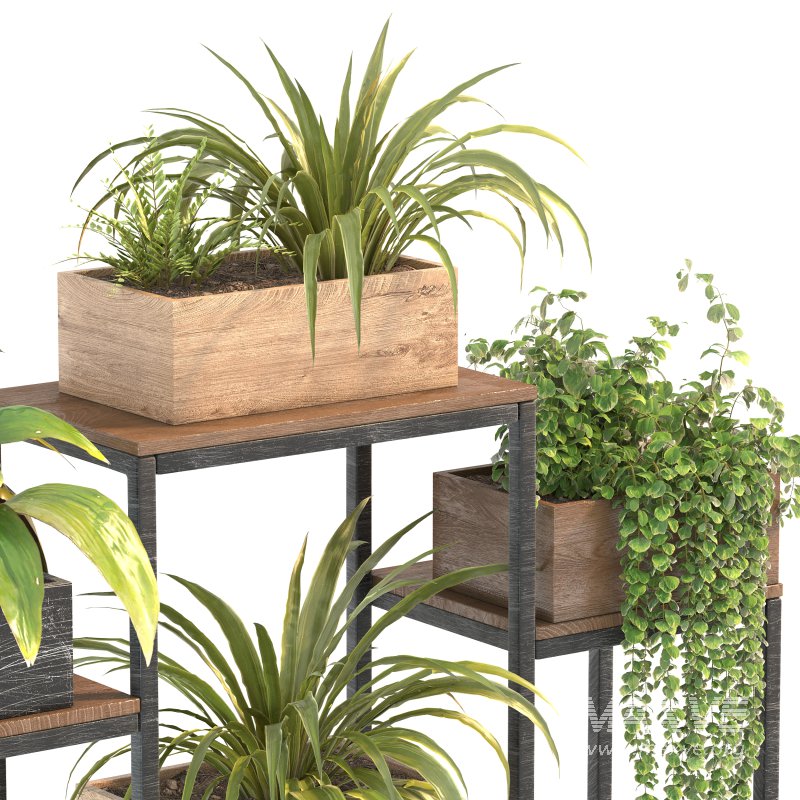 Plant Set 07 - Image 6