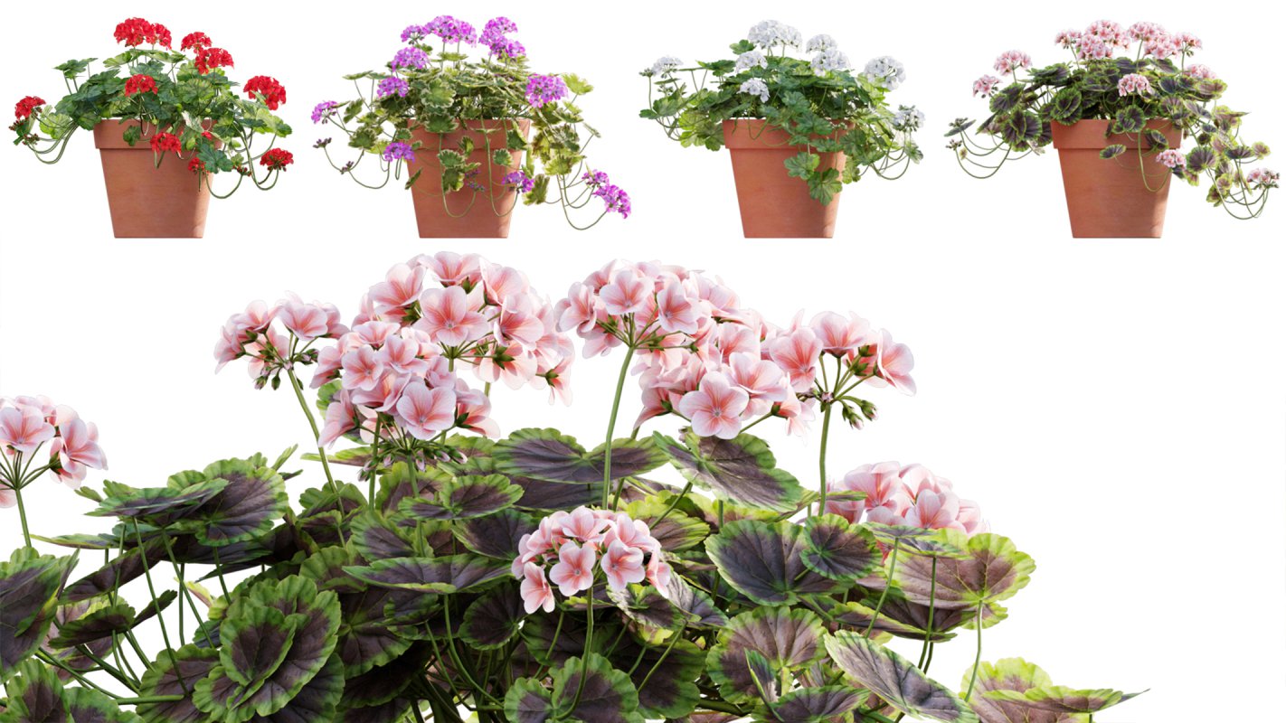 Collection 07 – Central America Garden - Image 14