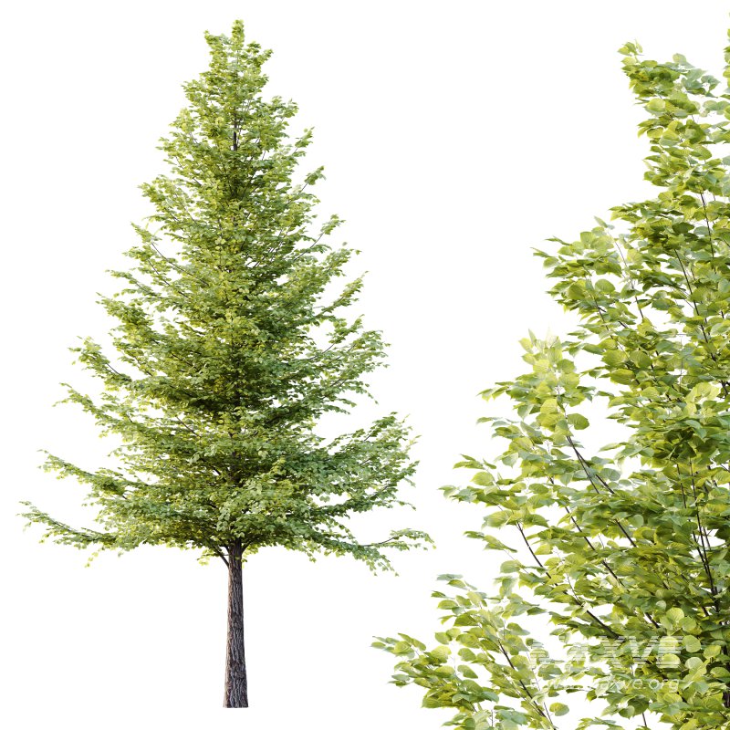 Tilia platyphyllos Tree 09 - Image 4