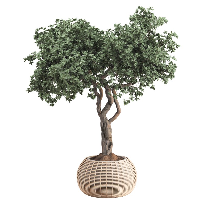 Indoor Tree in Pot Collection - Image 3