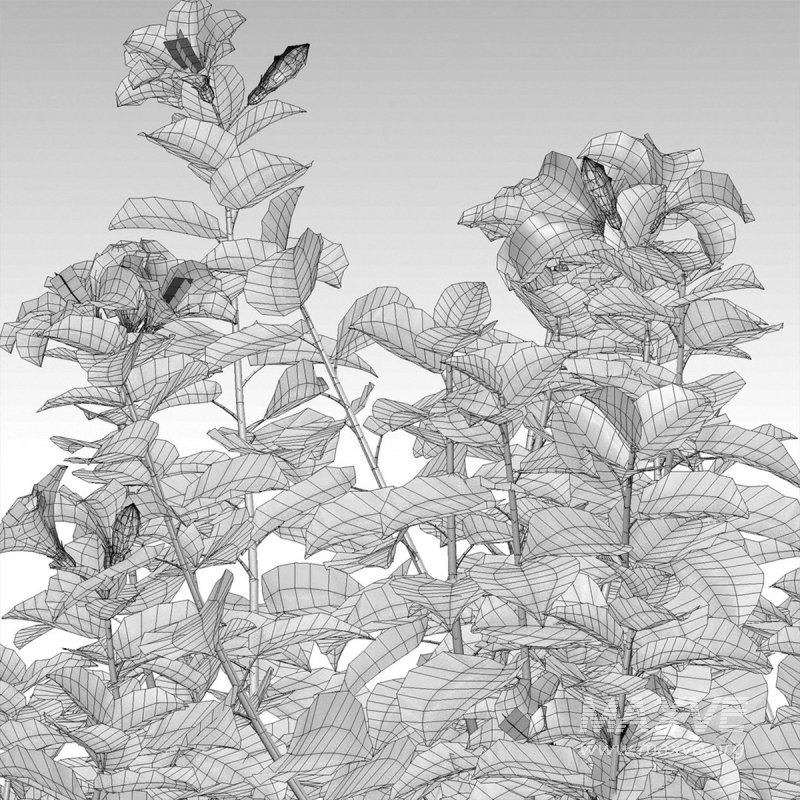 Hibiscus fragilis – Mandrinette – Chinese hibiscus – Hibiscus rosa - Image 4