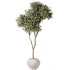 AV Indoor Plants Set 348 Olive Tree and Rhapis Excelsa Lady Palm and Warneckii Lemon - Thumbnail 1