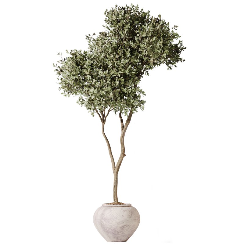 AV Indoor Plants Set 348 Olive Tree and Rhapis Excelsa Lady Palm and Warneckii Lemon - Image 1