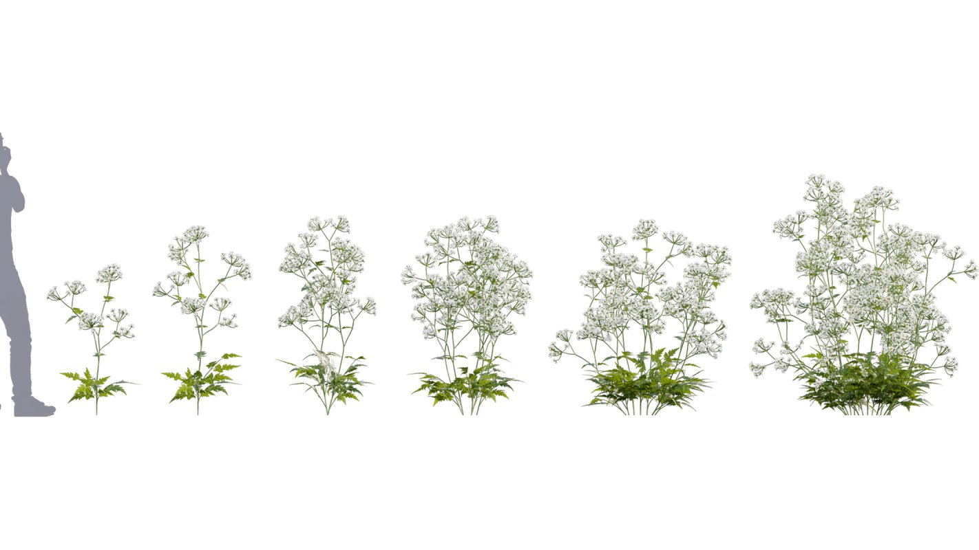 Collection 14 – English Garden - Image 8