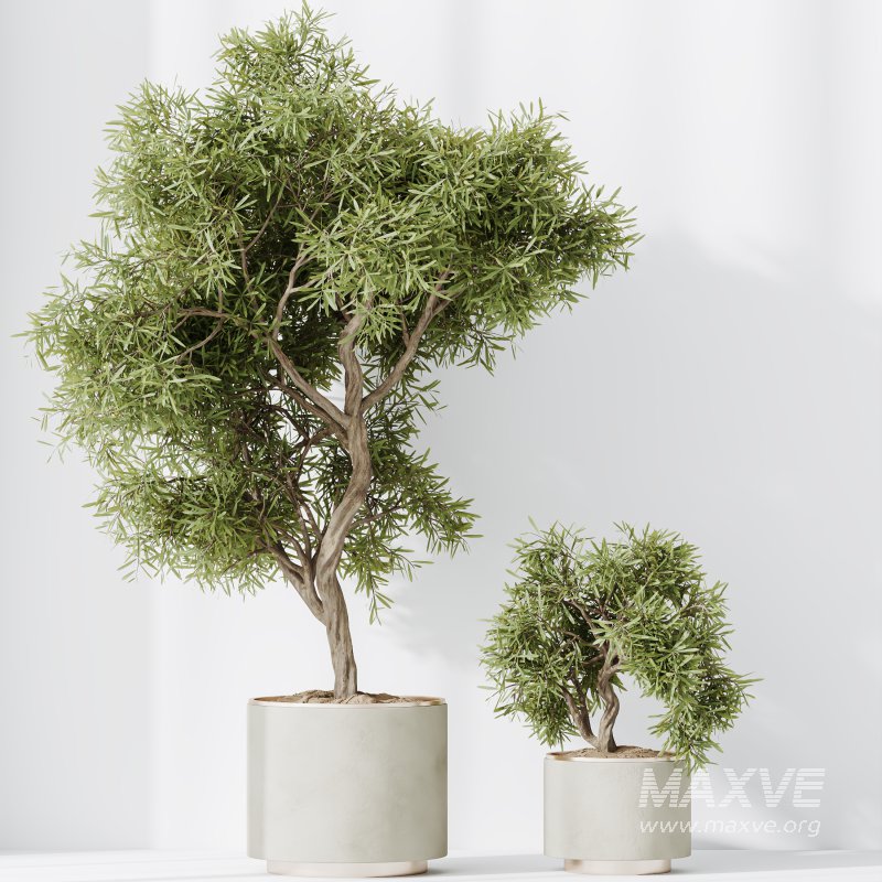 AV Indoor Plants Set 328 Olive and Yucca Rostrata Palm and Dracaena Lemon - Image 1