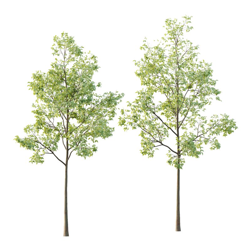 Celtis australis Tree 02 - Image 1