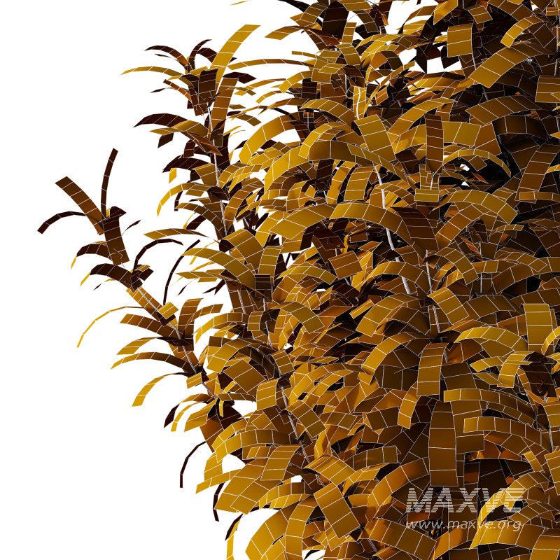 Echium candicans Pride of Madeira Bush 01 - Image 6