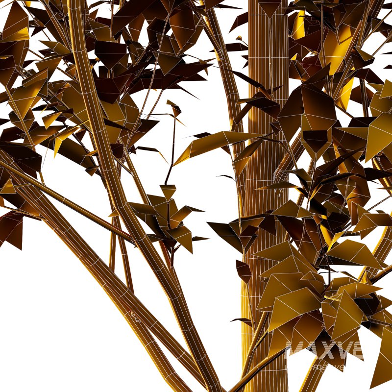 Tilia platyphyllos Tree 04 - Image 5