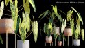 Collection 15 – Interior Plants - Thumbnail 15