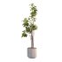 Bonsai Jungle Fiddle Ficus Tree Set - Thumbnail 3