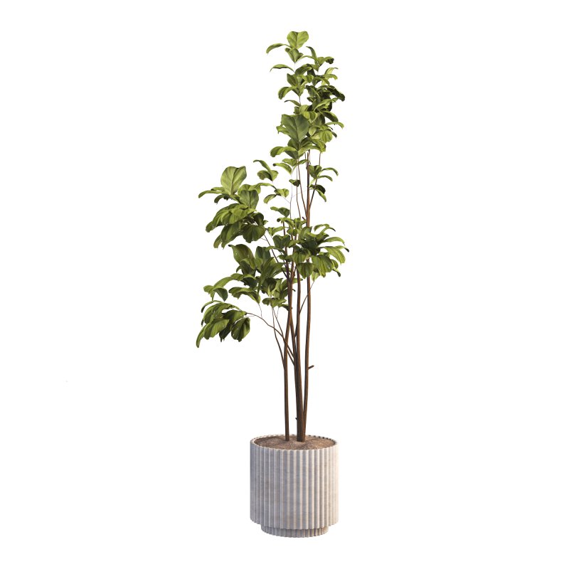 Bonsai Jungle Fiddle Ficus Tree Set - Image 3