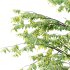 Celtis australis Tree 06 - Thumbnail 7