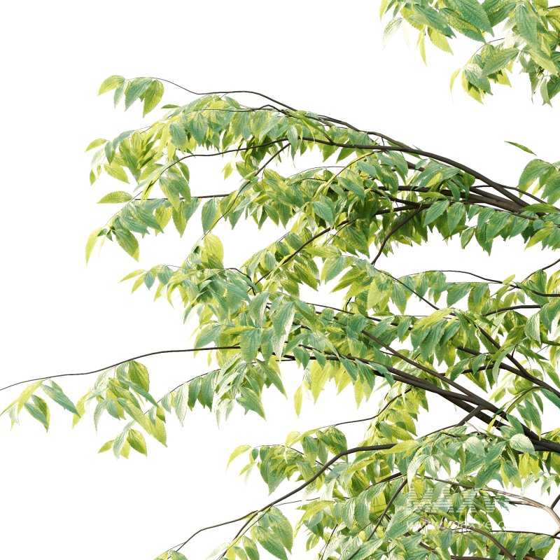 Celtis australis Tree 06 - Image 7