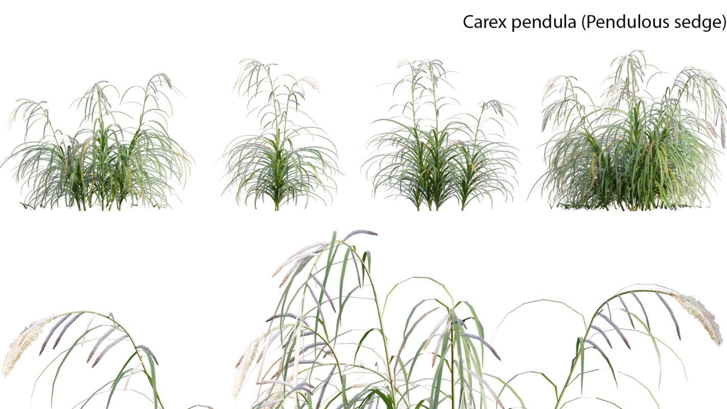 Collection 14 – English Garden - Image 16