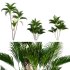 Chryslidocarpus lutesceus_02 - Thumbnail 1