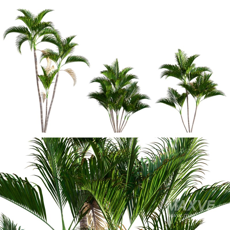 Chryslidocarpus lutesceus_02 - Image 1