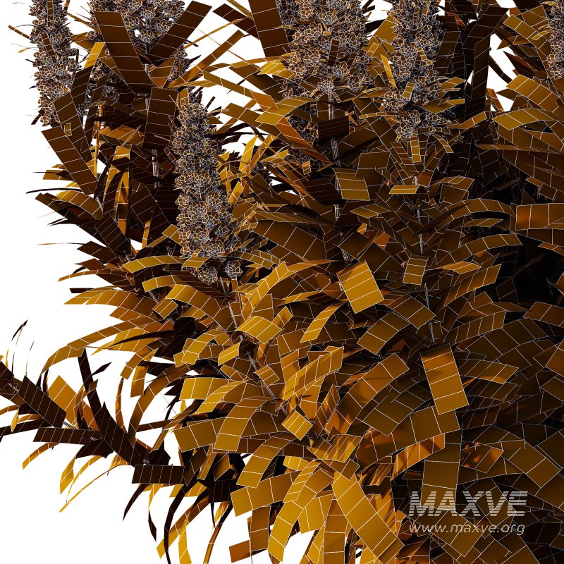 Echium candicans Pride of Madeira Bush 04 - Image 6