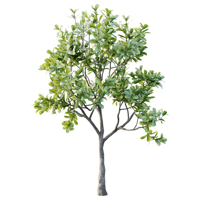 Plumeria Obtusa plant 01 - Image 4