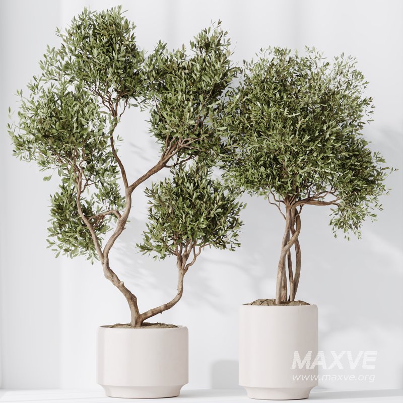 AV Indoor Plants Set 311 Olivo Olea Tree and Aspidistra Elatior Cast iron and Warneckii Lemon Lime - Image 7
