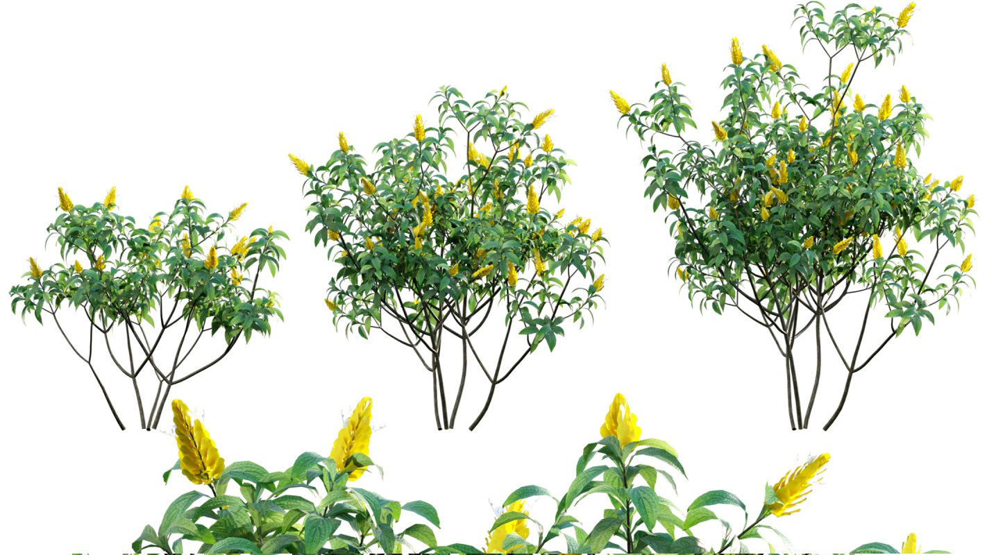 Collection 07 – Central America Garden - Image 27