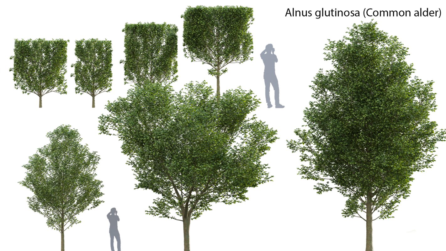 Collection 14 – English Garden - Image 22