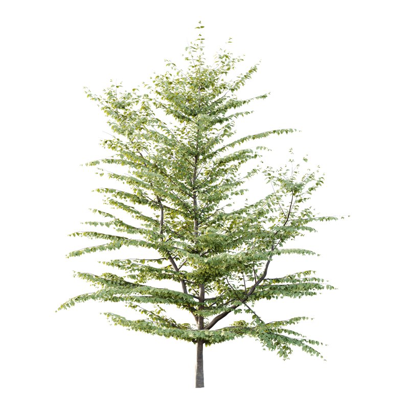 Different Trees 57 - Image 1