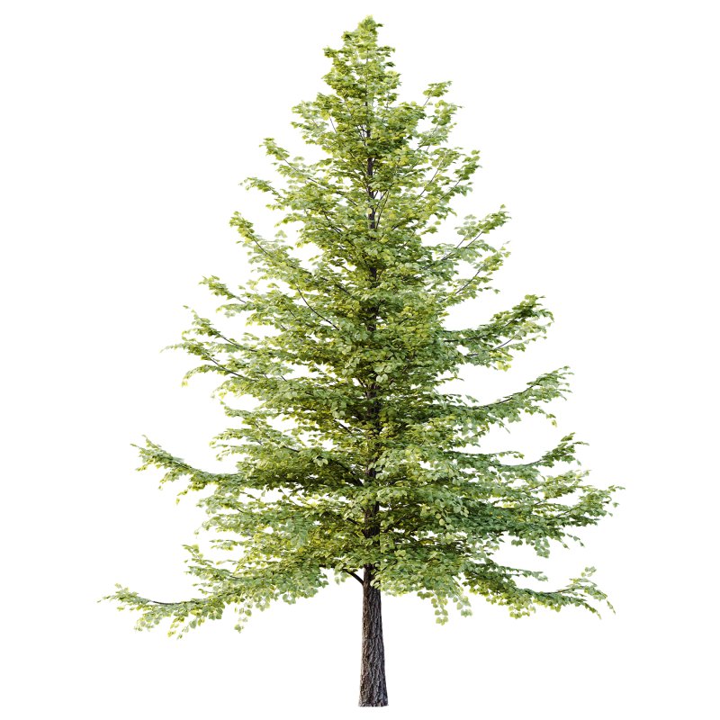 Tilia platyphyllos Tree 09 - Image 2