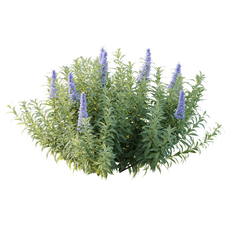 Echium candicans Pride of Madeira Bush 02 - Image 2