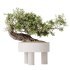 AV Indoor Plants Set 360 Olive and Banana Nicolai and Ficus Bonsai Ginseng - Thumbnail 6