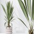 AV Indoor Plants Set 332 Swiss Cheese and Mission Olive and nucifera Coconut Palm - Thumbnail 4