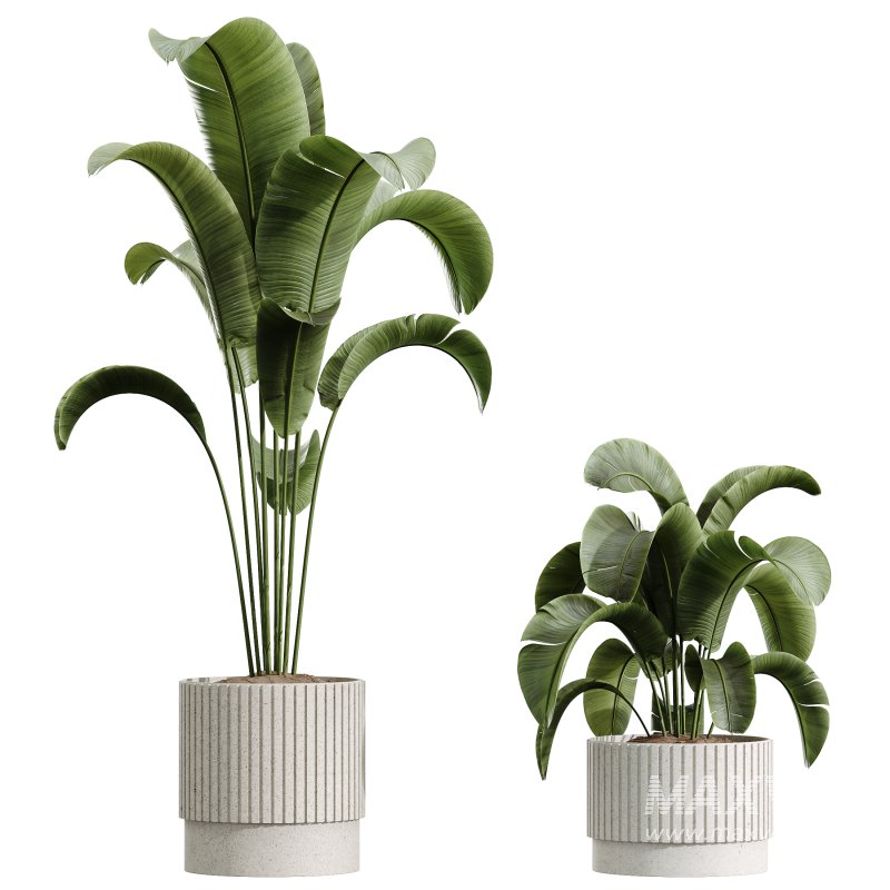 AV Indoor Plants Set 320 Banana Strelitzia Nicolai and Ficus Dracaena Marginata - Image 2